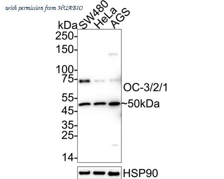 HUABIO HA500130 image 1