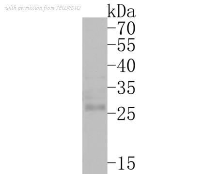 HUABIO HA500131 image 1