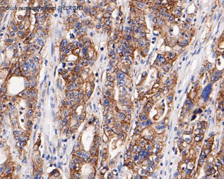 HUABIO HA500131 image 2