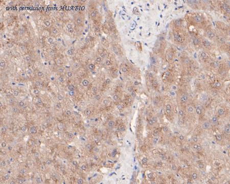 HUABIO HA500143 image 2