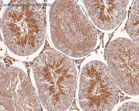 HUABIO HA500143 image 3