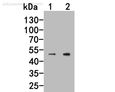HUABIO HA500149 image 1