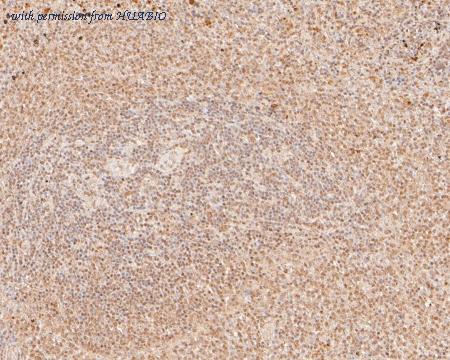 HUABIO HA500149 image 2