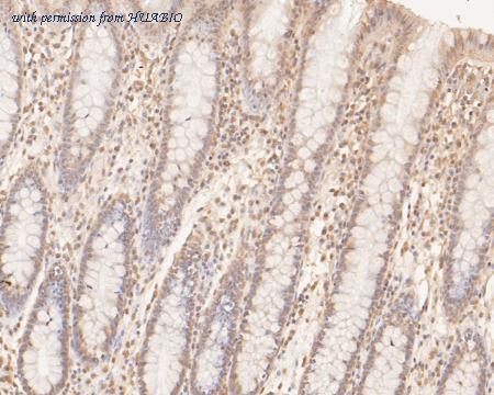 HUABIO HA500149 image 3