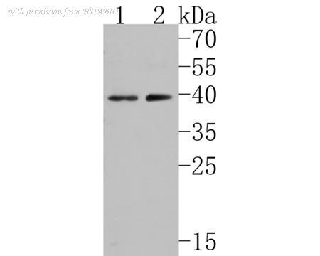 HUABIO HA500159 image 1