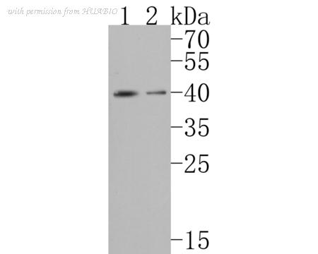 HUABIO HA500159 image 2