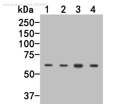 HUABIO HA500160 image 1