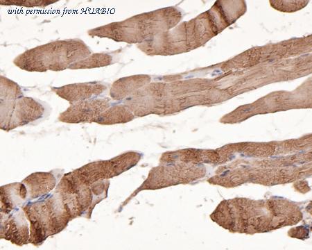 HUABIO HA500160 image 2