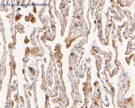 HUABIO HA500167 image 3