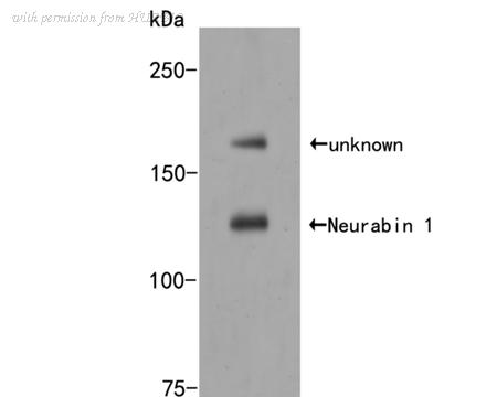 HUABIO HA500169 image 1