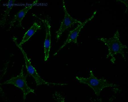 HUABIO HA500169 image 2