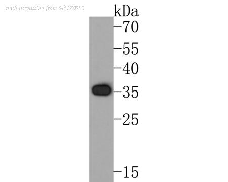 HUABIO HA500170 image 1