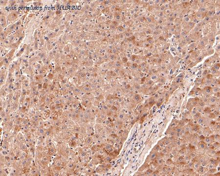 HUABIO HA500170 image 2