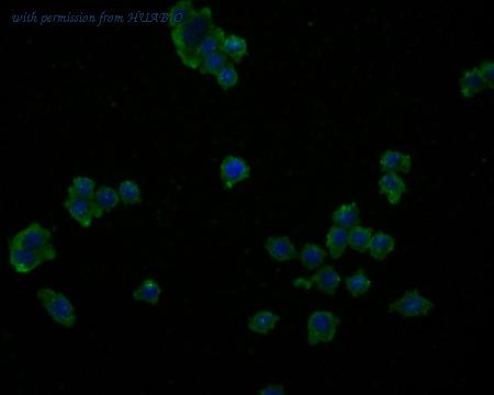 HUABIO HA500179 image 2