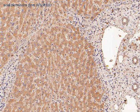 HUABIO HA500179 image 3