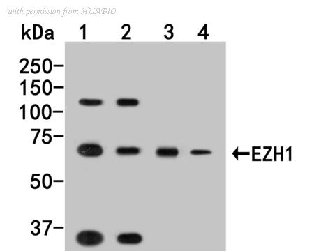 HUABIO HA500184 image 1