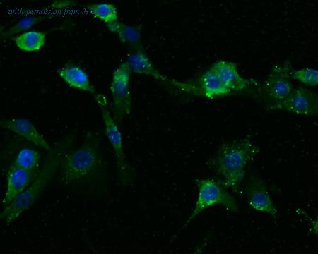 HUABIO HA500185 image 3