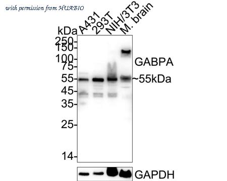 HUABIO HA500187 image 1