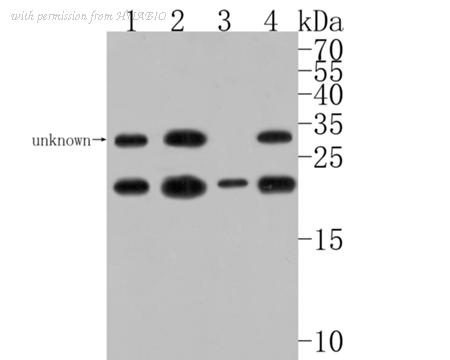 HUABIO HA500188 image 1