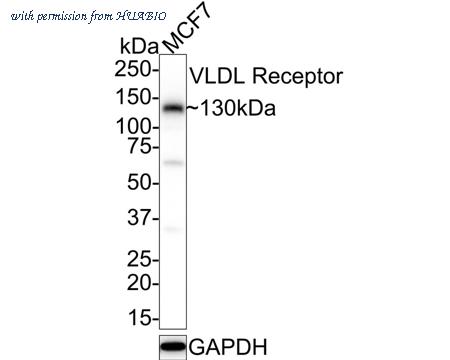 HUABIO HA500194 image 1