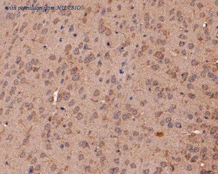 HUABIO HA500194 image 2