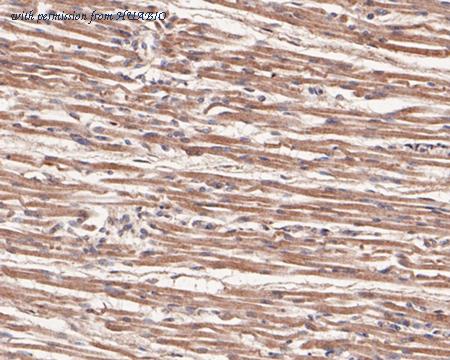 HUABIO HA500194 image 3