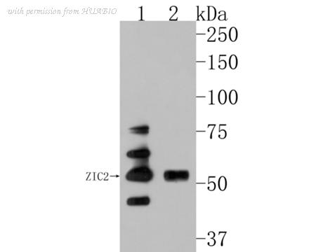 HUABIO HA500195 image 1