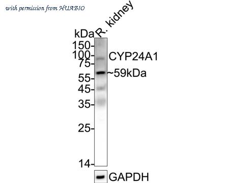 HUABIO HA500196 image 1