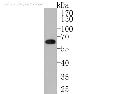 HUABIO HA500196 image 2