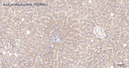 HUABIO HA500207 image 2