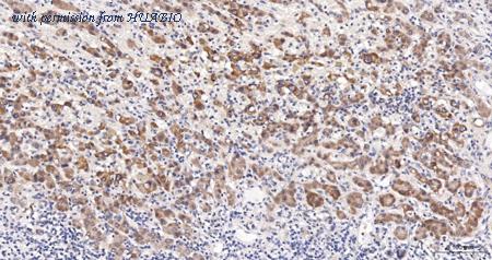 HUABIO HA500207 image 3