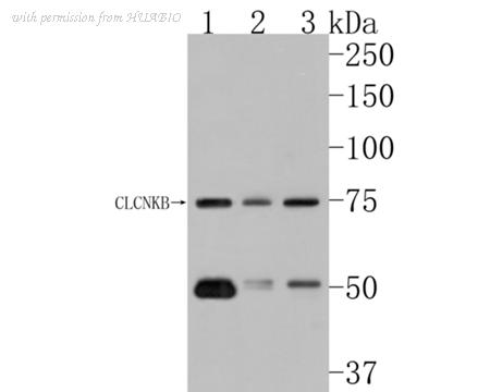 HUABIO HA500214 image 1