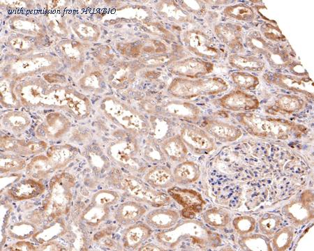 HUABIO HA500214 image 2