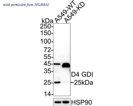 HUABIO HA500217 image 1