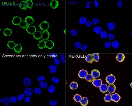 HUABIO HA500217 image 3