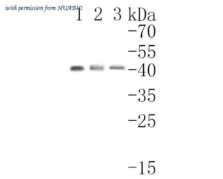 HUABIO HA500218 image 1