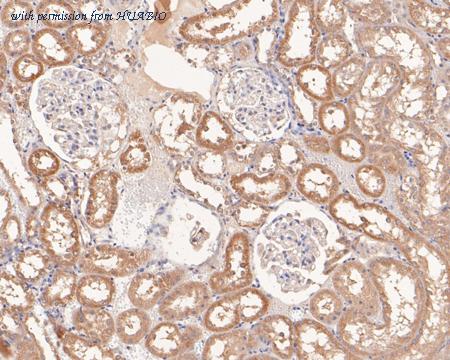 HUABIO HA500229 image 2