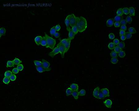 HUABIO HA500230 image 3