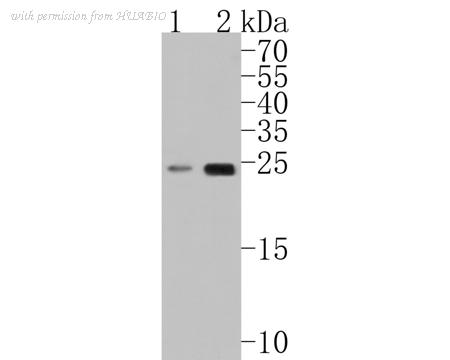 HUABIO HA500234 image 1