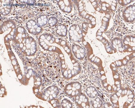 HUABIO HA500234 image 2