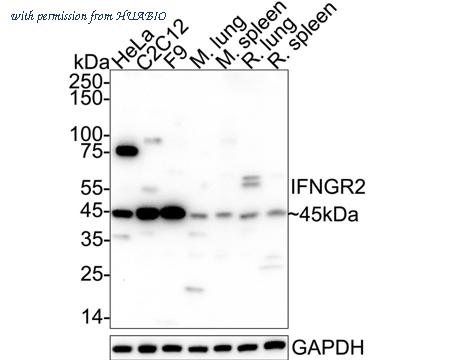 HUABIO HA500246 image 1