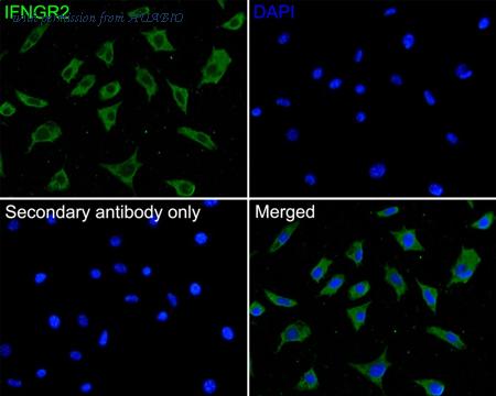 HUABIO HA500246 image 2