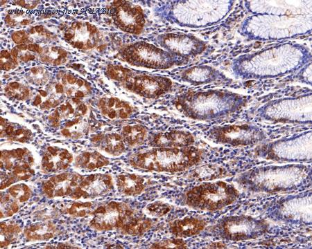 HUABIO HA500246 image 3