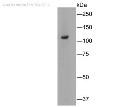 HUABIO HA500248 image 1