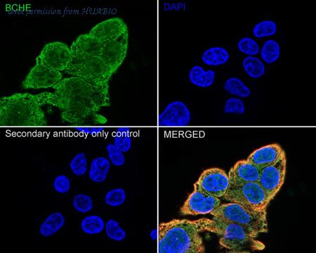 HUABIO HA500248 image 2