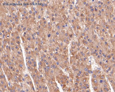 HUABIO HA500248 image 3