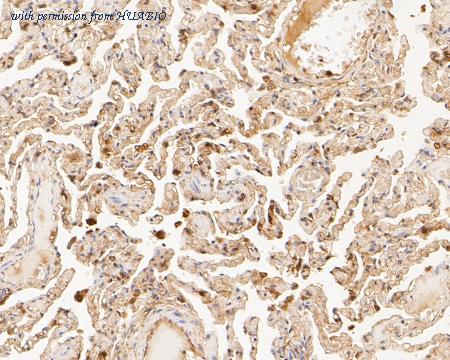 HUABIO HA500249 image 2