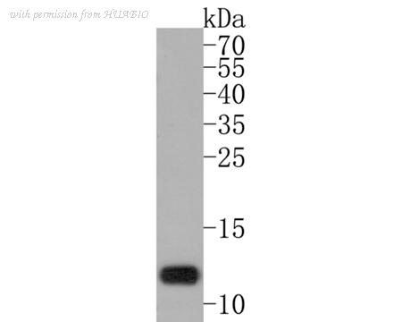 HUABIO HA500256 image 1