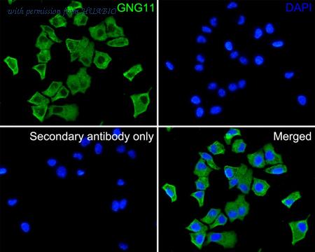 HUABIO HA500256 image 2