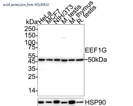 HUABIO HA500258 image 1